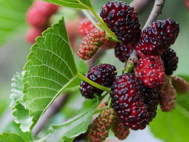 Шелковица купить саженцы из питомнике в Назрани