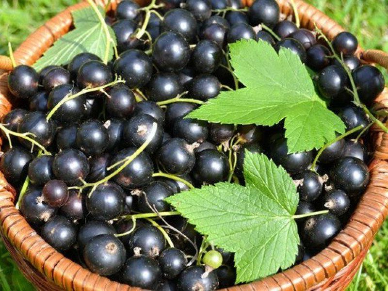 Смородина купить саженцы из питомника в Назрани