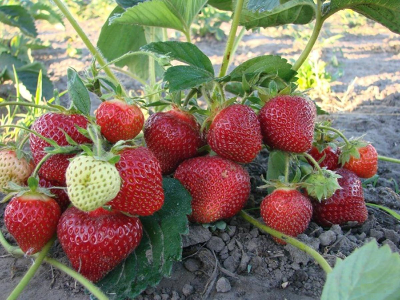 Клубника купить саженцы из питомника в Назрани
