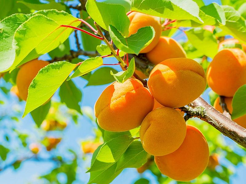 Абрикос купить саженцы из питомнике в Назрани