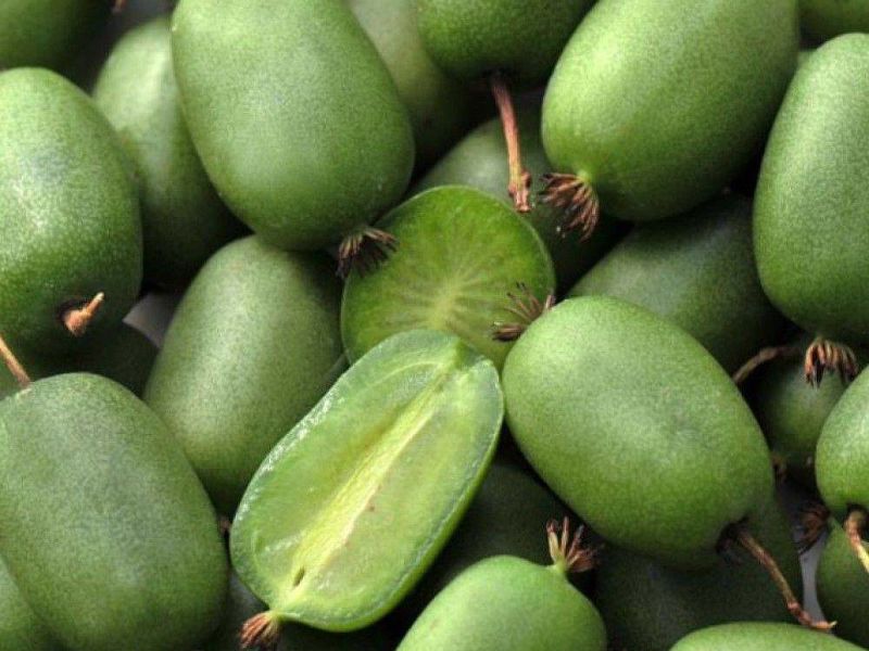 Актинидия купить саженцы из питомнике в Назрани