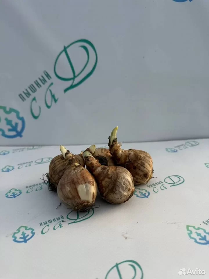 Нарцисс "СЭР УИНСТОН ЧЕРЧИЛЛЬ" (5 штук)
