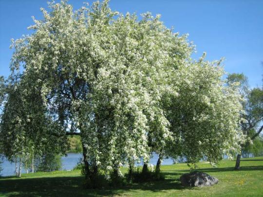 Черемуха Душистая